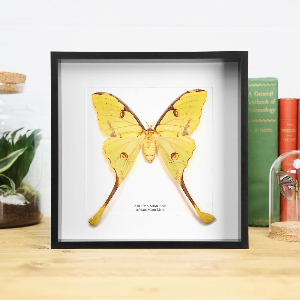 Afrikanische Mondmotte