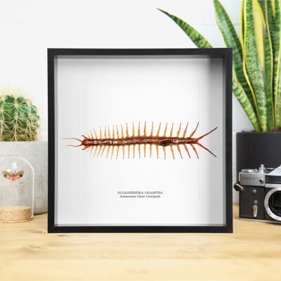 Amazonian Giant Centipede