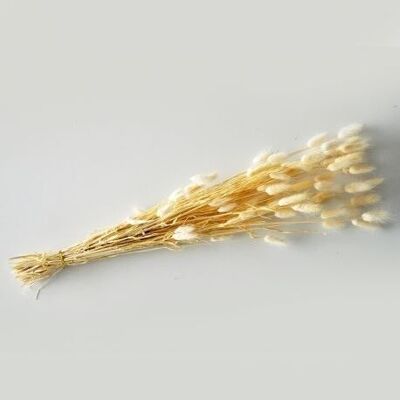 Lagurus blanchi séché - 50gr L60cm - Arrangements Floraux
