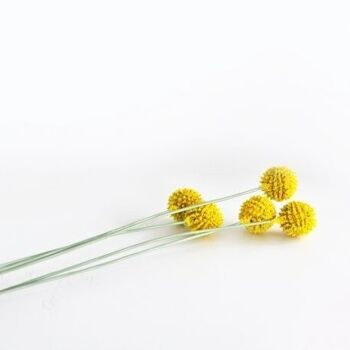 Craspedia jaune x 5 tiges - 104cm - Fleurs artificiels 7