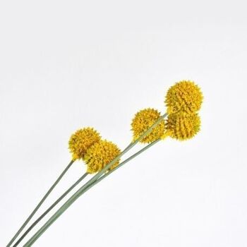Craspedia jaune x 5 tiges - 104cm - Fleurs artificiels 8
