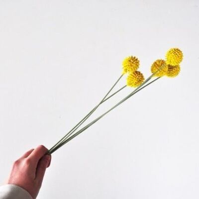 Craspedia amarilla x 5 tallos - 104cm - Flores artificiales