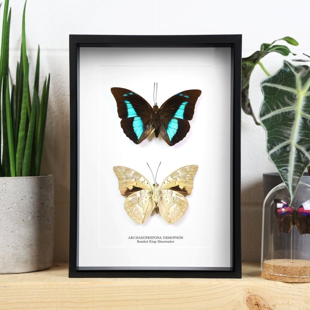 Estudio de ala King Shoemaker con bandas