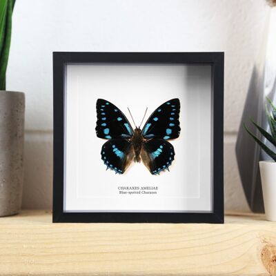 Blue Spotted Charaxes