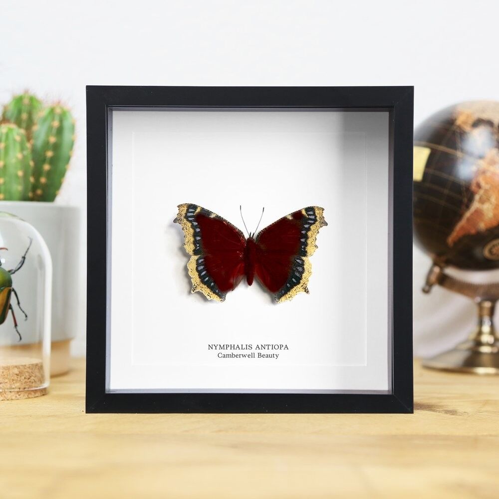 Camberwell-Schönheit