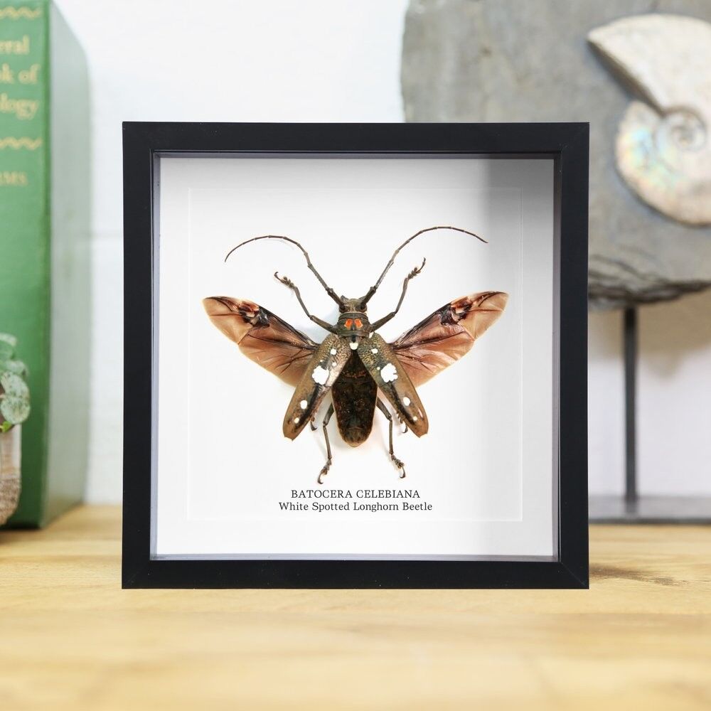 Weißfleckiger Bockkäfer