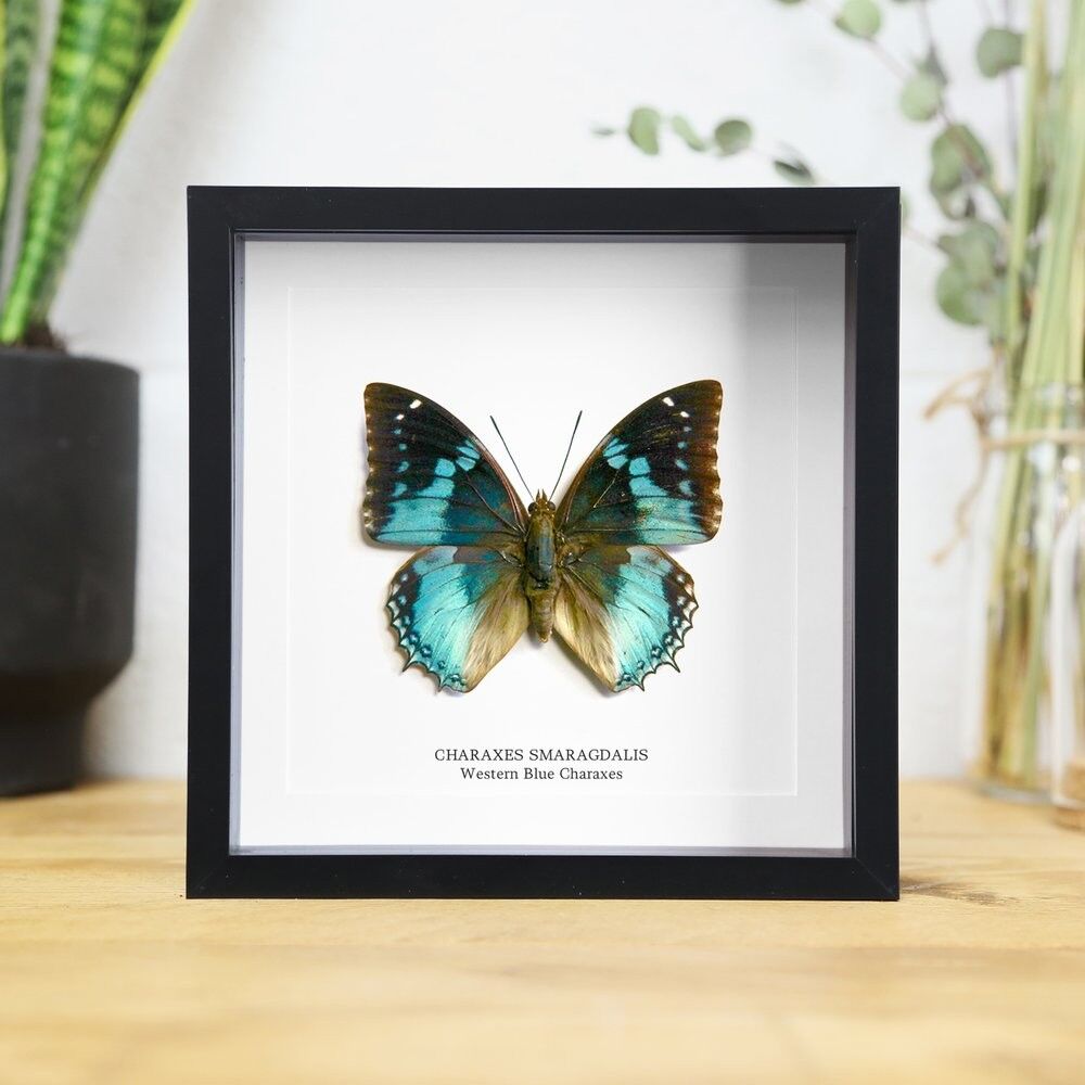 Western Blue Charaxes
