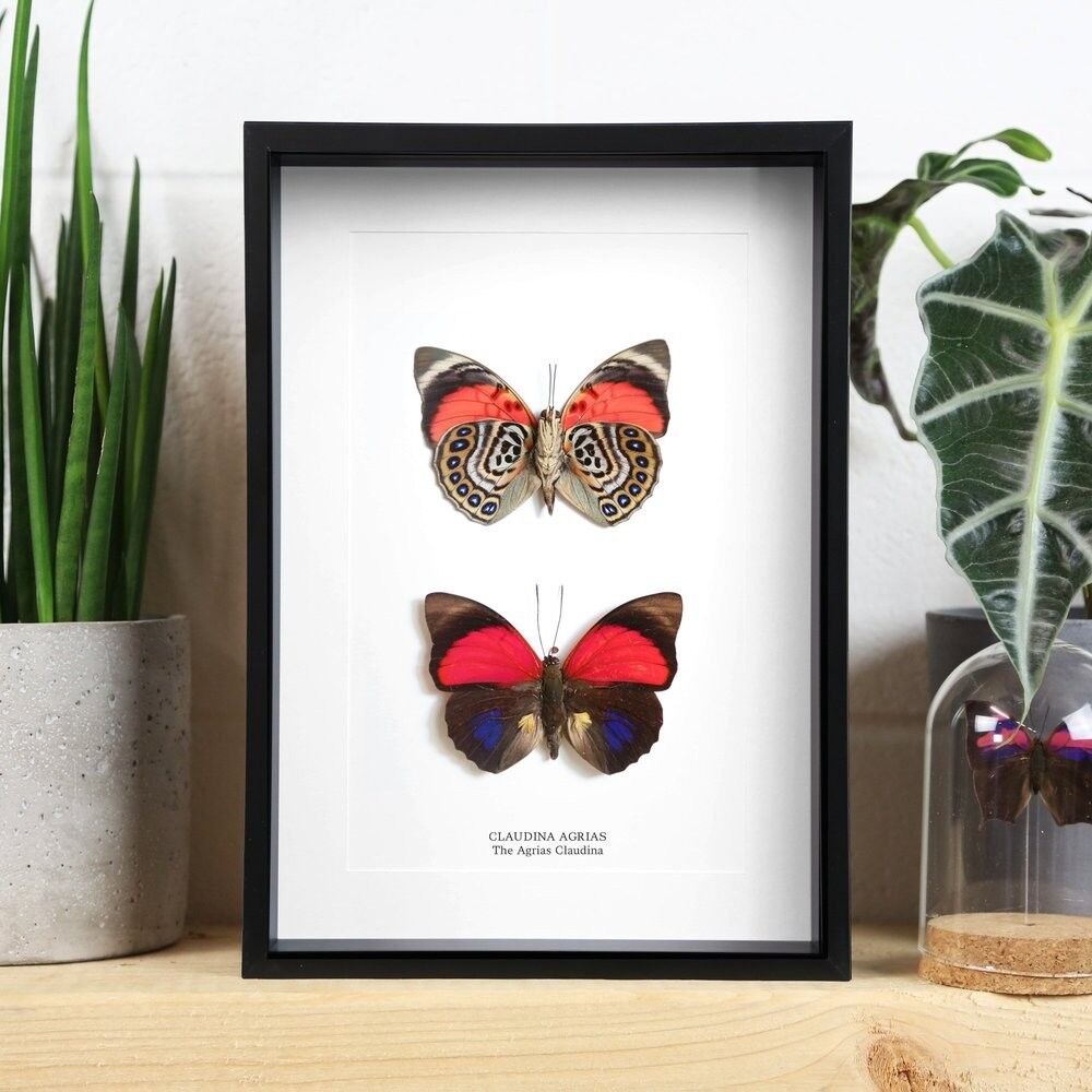 Claudina Agrias Paar