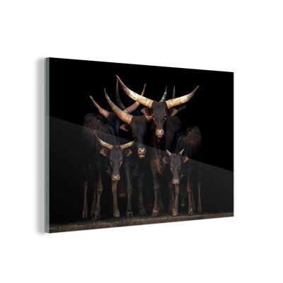 Glasschilderij - 60x40 cm - Koeien - Watussi - Zwart
