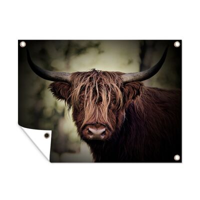 Tuinposter - 80x60 cm - Schotse hooglander - Licht - Portret