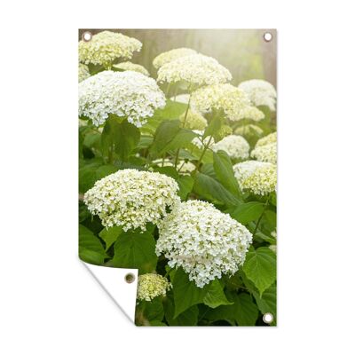 Tuinposter - 80x120 cm - Een zee van witte hortensia's