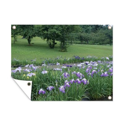 Tuinposter - 40x30 cm - Japanse irisbloemen - Pad - Gras