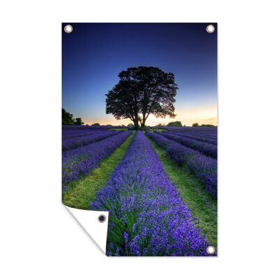 Tuinposter - 40x60 cm - Rijen met paarse lavendel