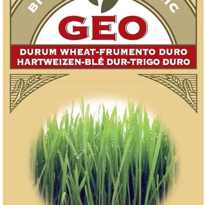 Organic durum wheat seeds