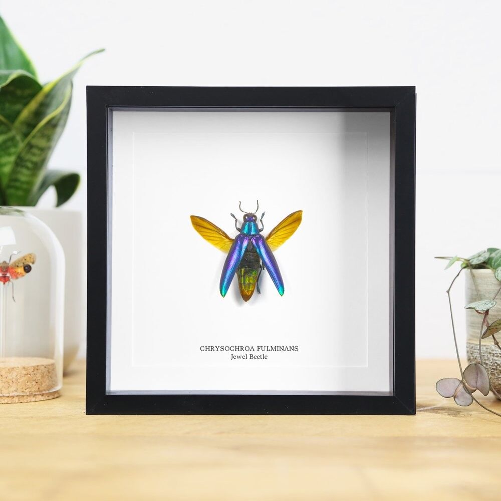 Blauer Prachtkäfer (Chrysochroa fulminans)