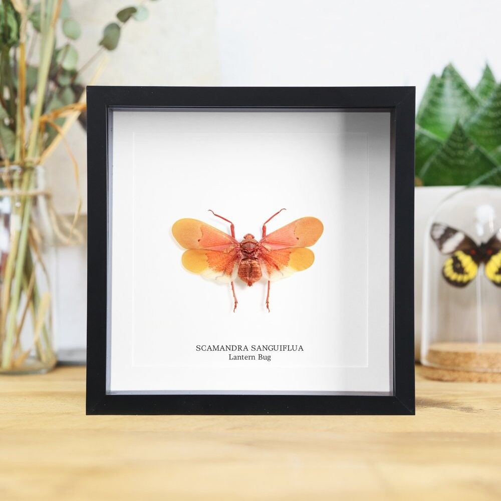 Scamandra Laternenfliege