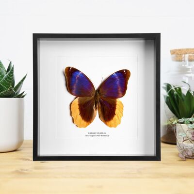 Gold Edged Owl Butterfly