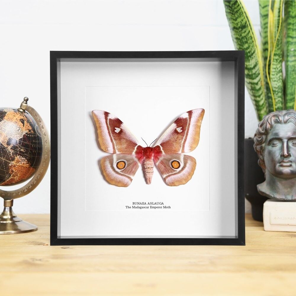 Madagaskar-Kaisermotte