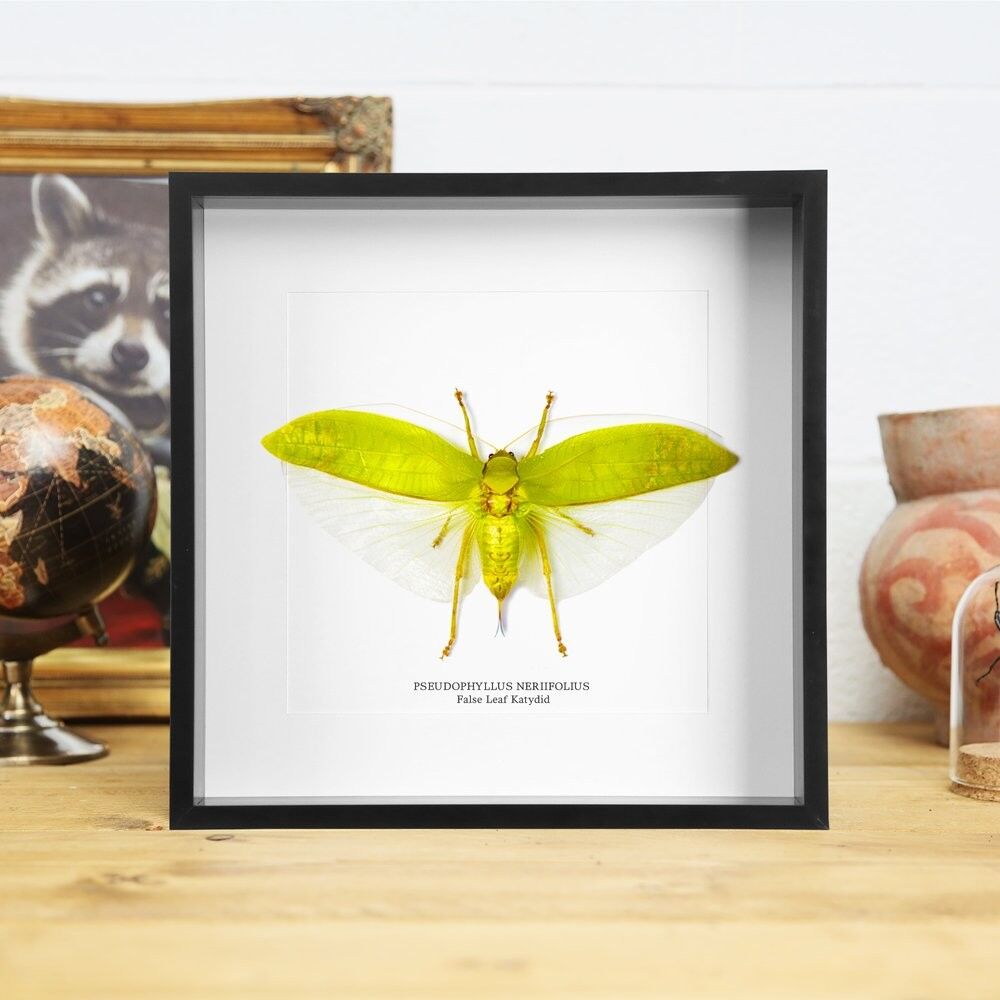 Falsches Blatt Katydid