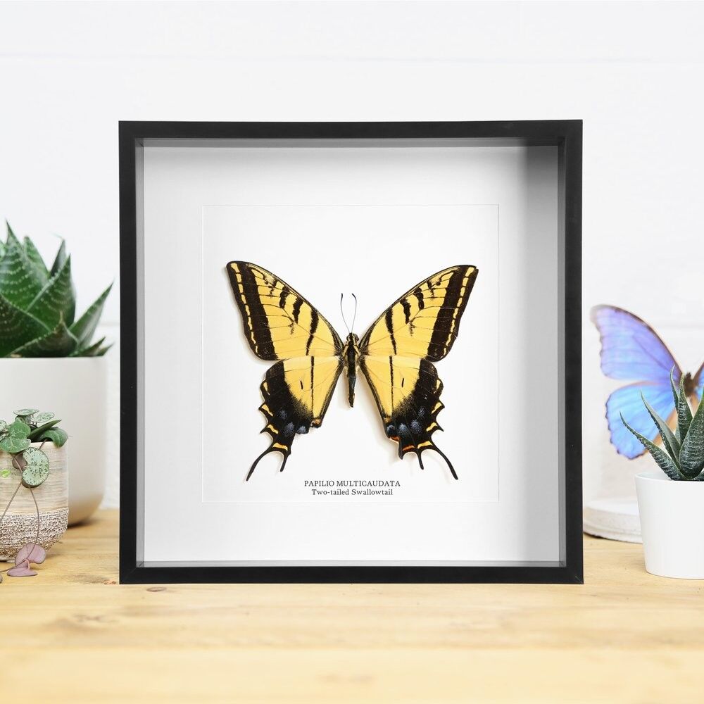 Zweischwänziger Schwalbenschwanz