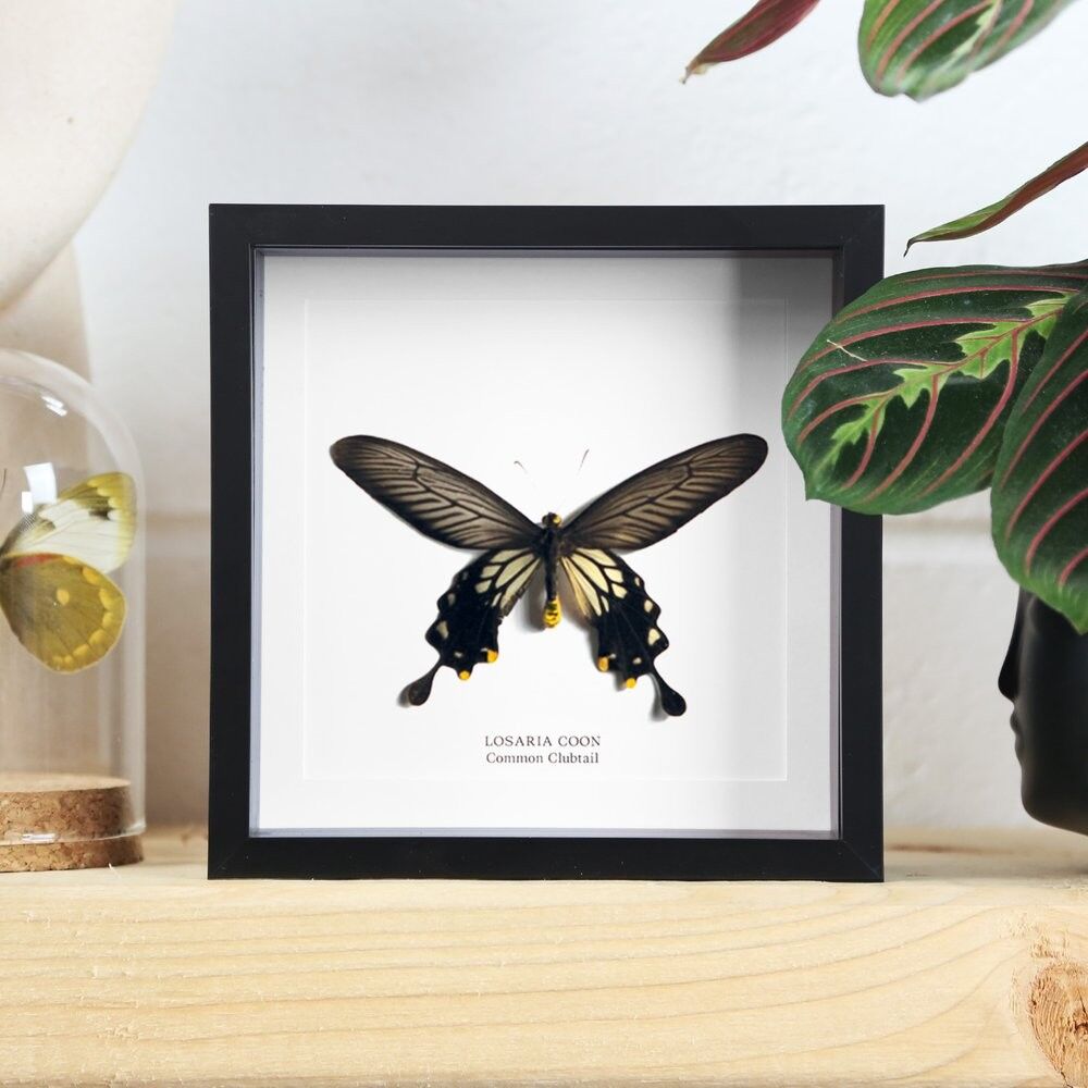 Gemeiner Clubtail-Schmetterling