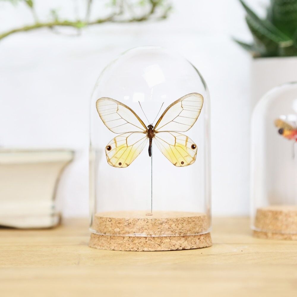 Bernstein-Phantomglocke