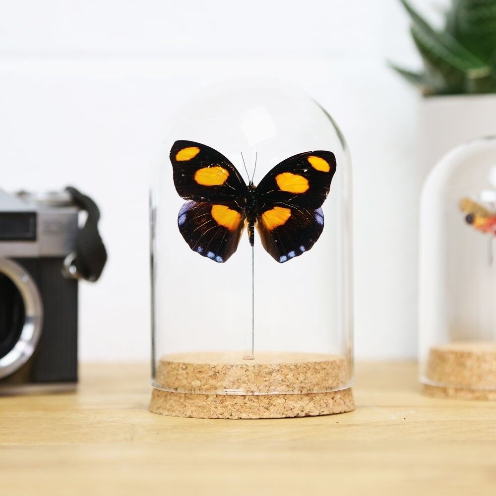 Glasglocke mit blauem Frosted-Banner