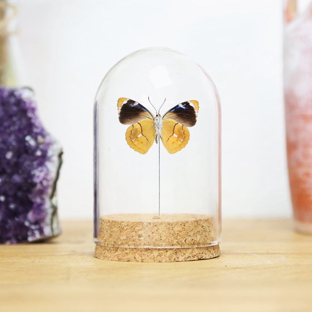 Blaue Perisama Glocke