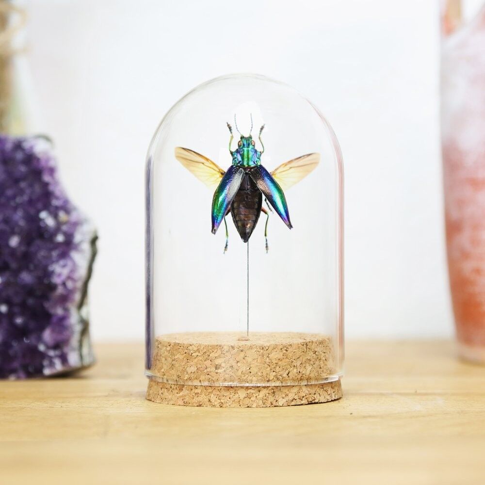 Blaue Regenbogen-Juwel-Käfer-Glocke