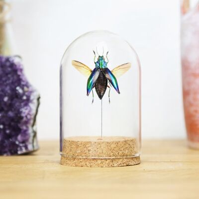 Blue Rainbow Jewel Beetle Bell Jar