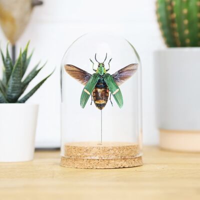 Opulenta Jewel Beetle Bell Jar