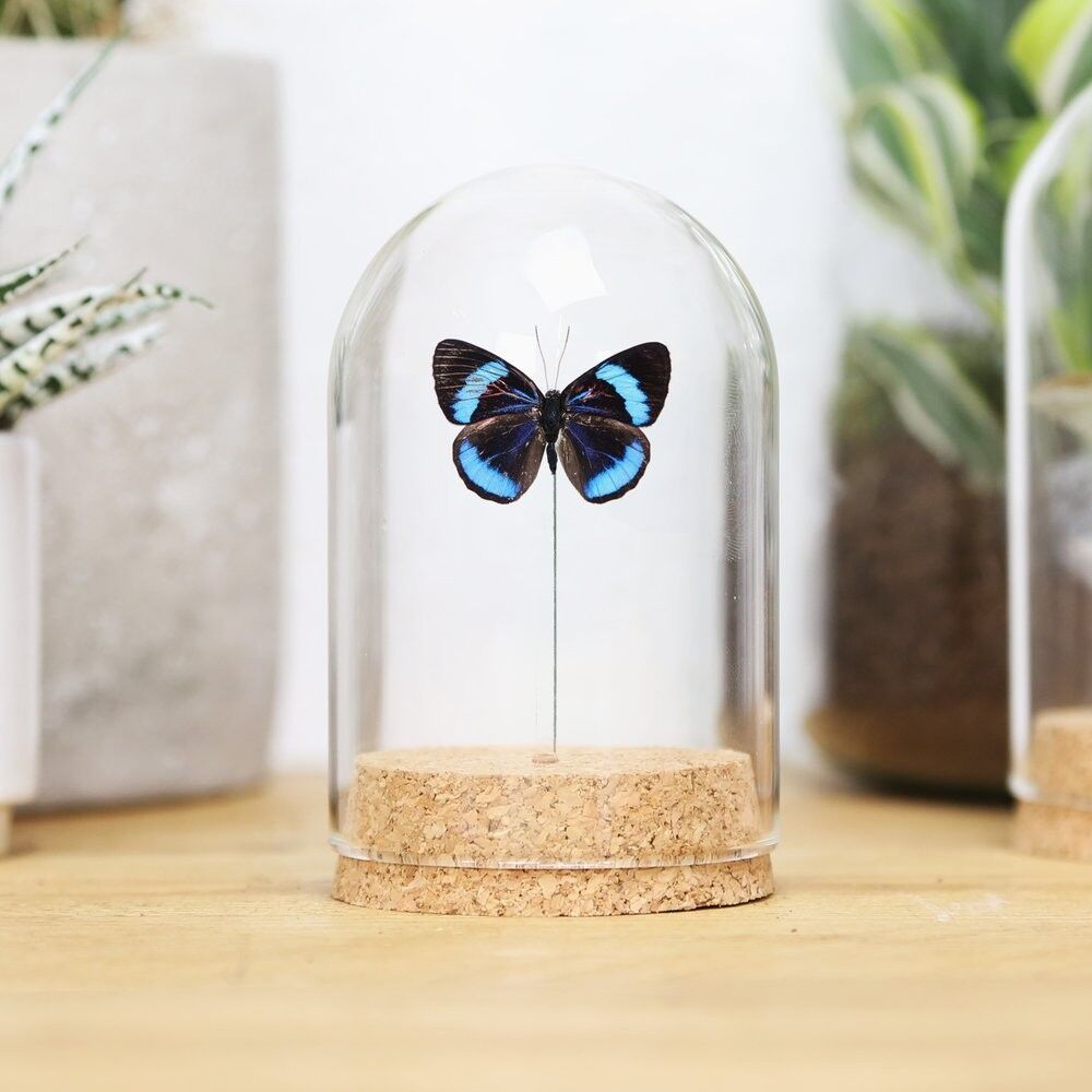 Cramers achtundachtzig Glocke (Rückenseite)