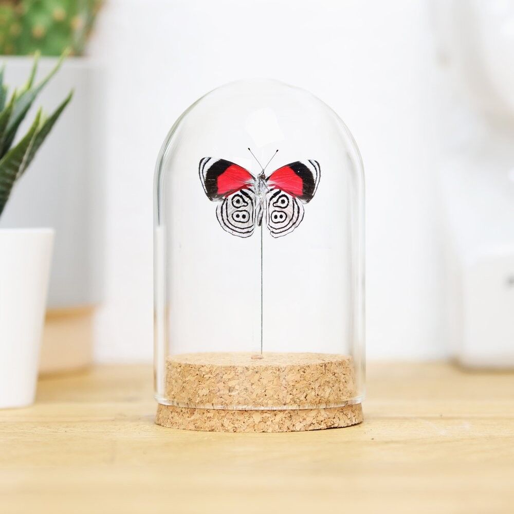 Cramer's Eighty-eight Bell Jar (Ventrale Seite)