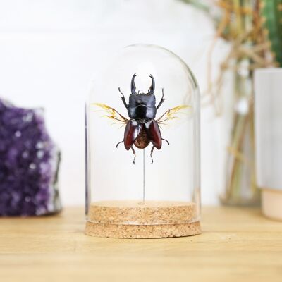 Titan Stag Beetle Bell Jar