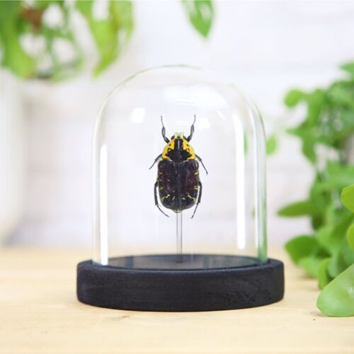 Lightning Strike Scarab Beetle Insect Bug Entomology Taxidermy Bell Jar Interior Design Home Decor Modern Display Cloche Gift Ornament