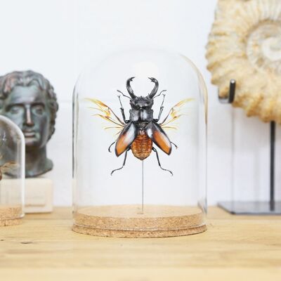 Fighting Stag Beetle Bell Jar