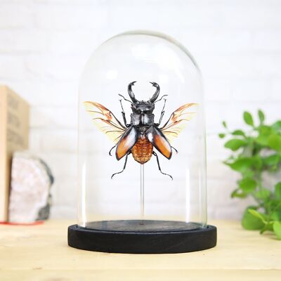 Campana de cristal para decoración del hogar, diseño de interiores, decoración moderna, adorno de regalo, taxidermia, escarabajo ciervo que lucha contra insectos, entomología