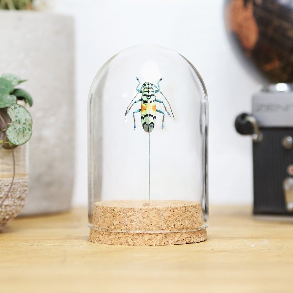 Gold Longhorn Beetle Glocke Jar