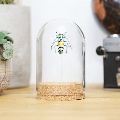Gold Longhorn Beetle Bell Jar