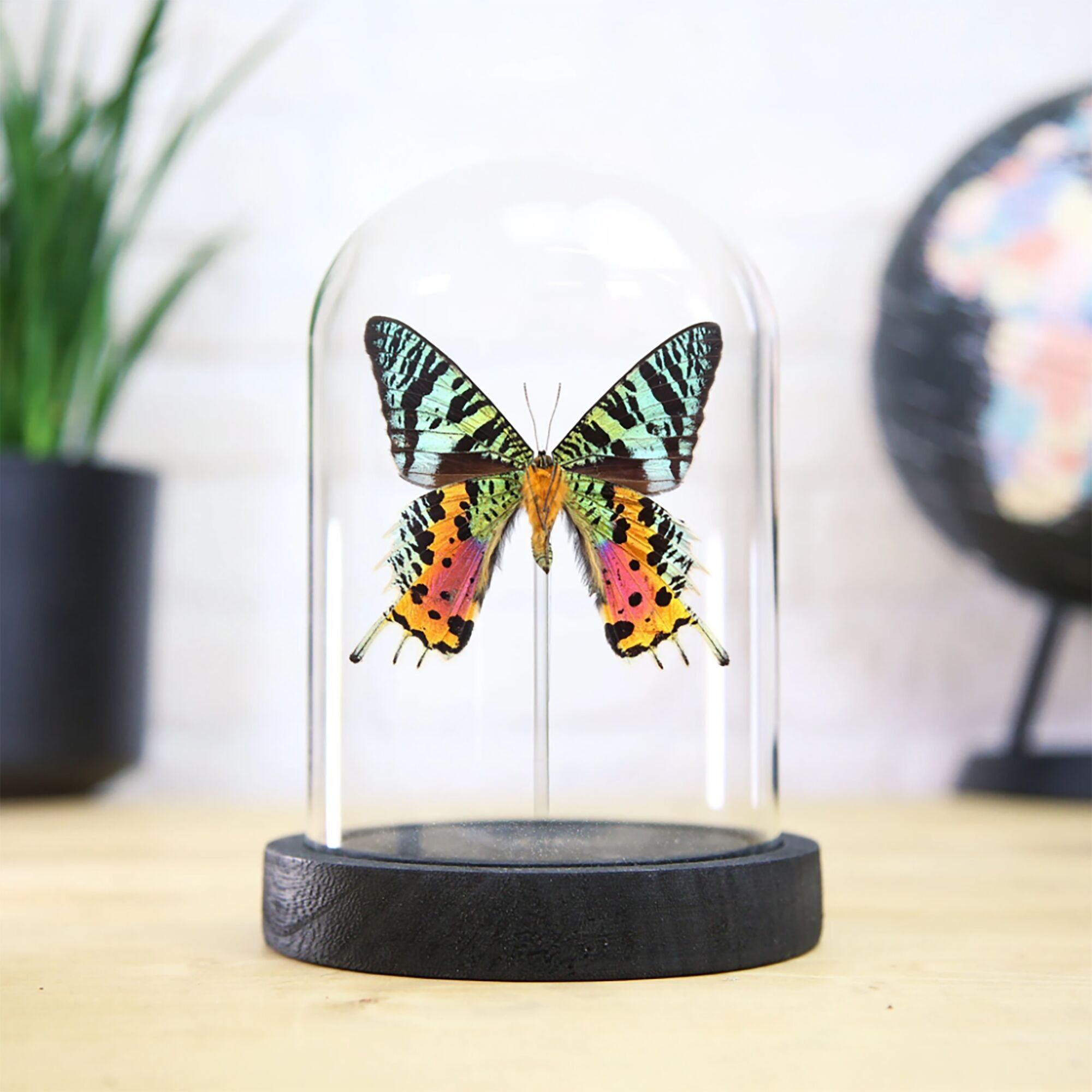 Madagaskar Sonnenuntergang Motte Insekt Käfer Schmetterling Entomologie Taxidermie Glocke Glas Innenarchitektur Home Decor Cloche moderne Display Geschenk Ornament