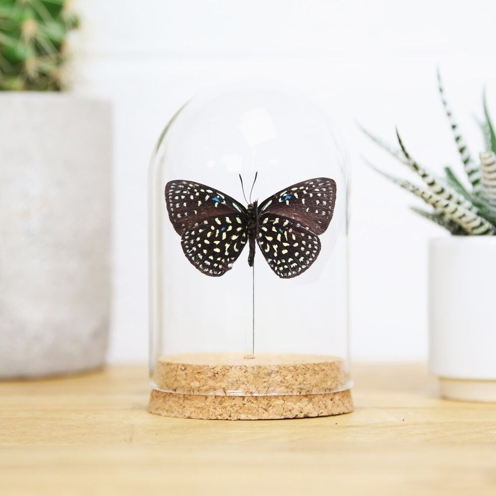 Mexikanischer Eumaeus Bell Jar (ventrale Seite)