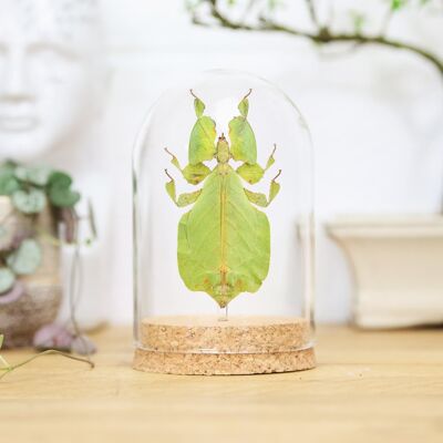Gray's leaf insect Bell Jar