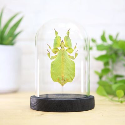 Foglia di Gray Insetto Insetto Entomologia Tassidermia Campana di vetro Design d'interni Decorazione per la casa Moderna Espositore Cloche Regalo Ornamento