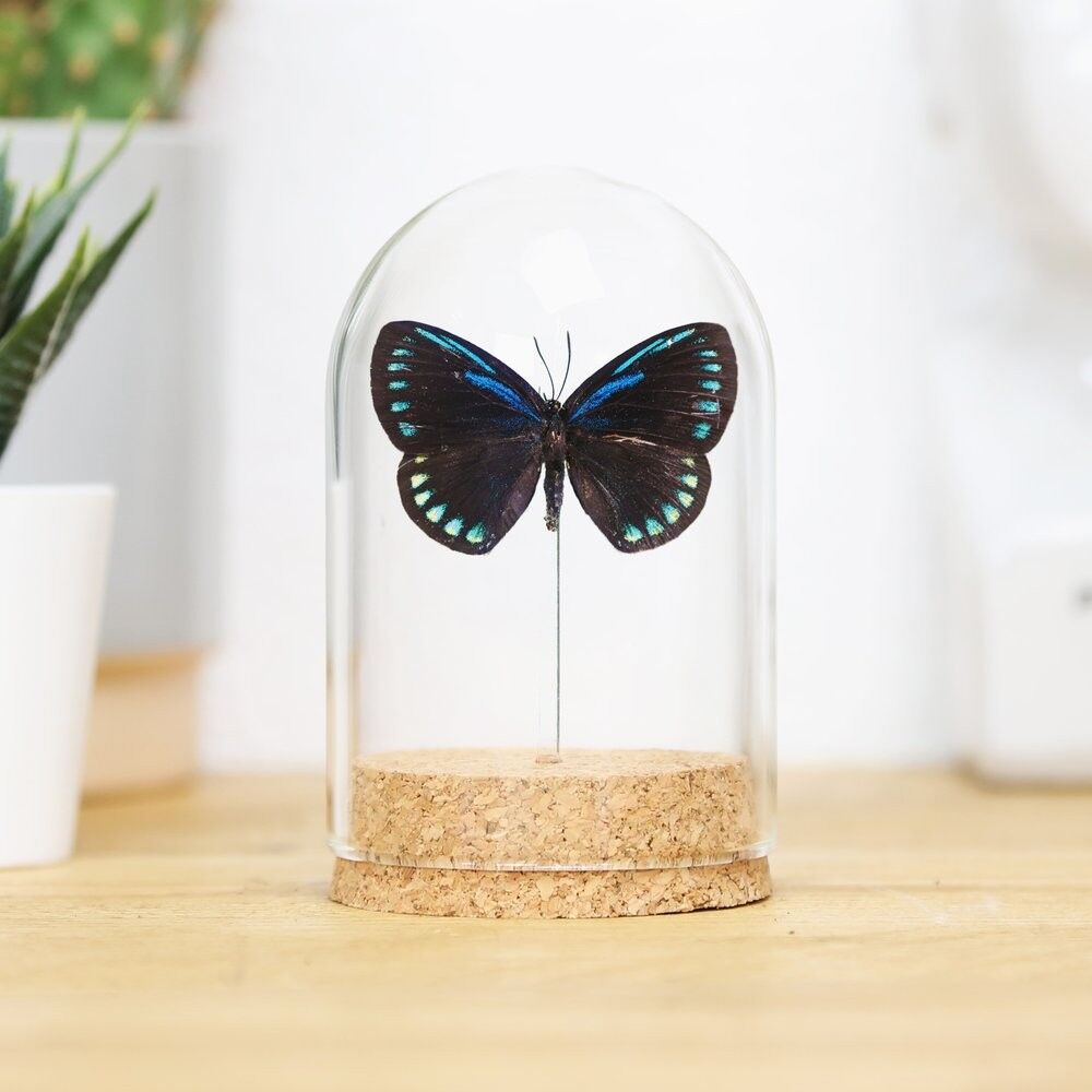 Mexikanischer Eumaeus Bell Jar (Rückenseite)