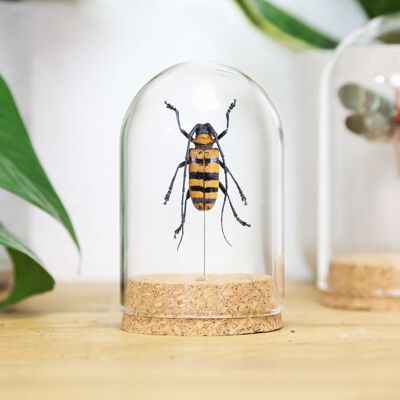 Orange Striped Longhorn Beetle Bell Jar