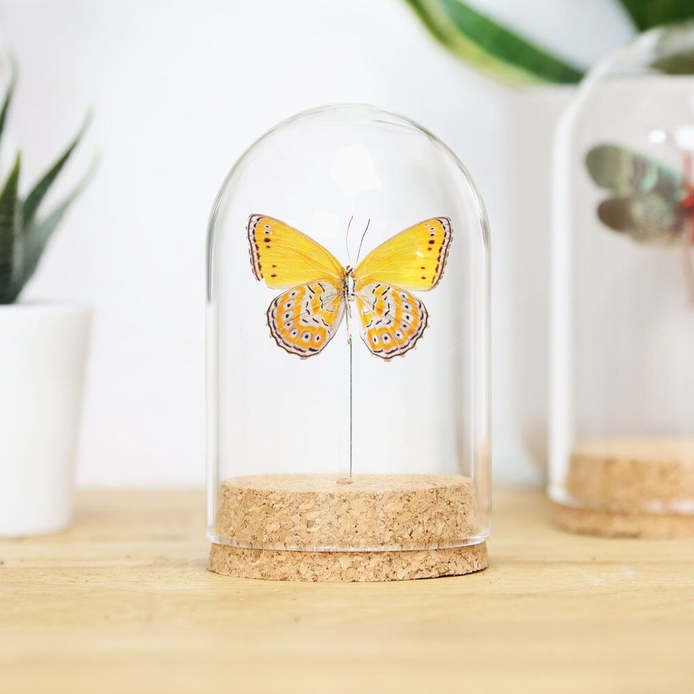 Gefleckte Fliederbaumnymphe (Bauchseite) Glasglocke