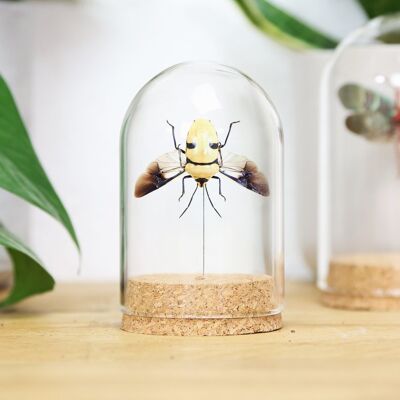 Death's Head Beetle Bell Jar