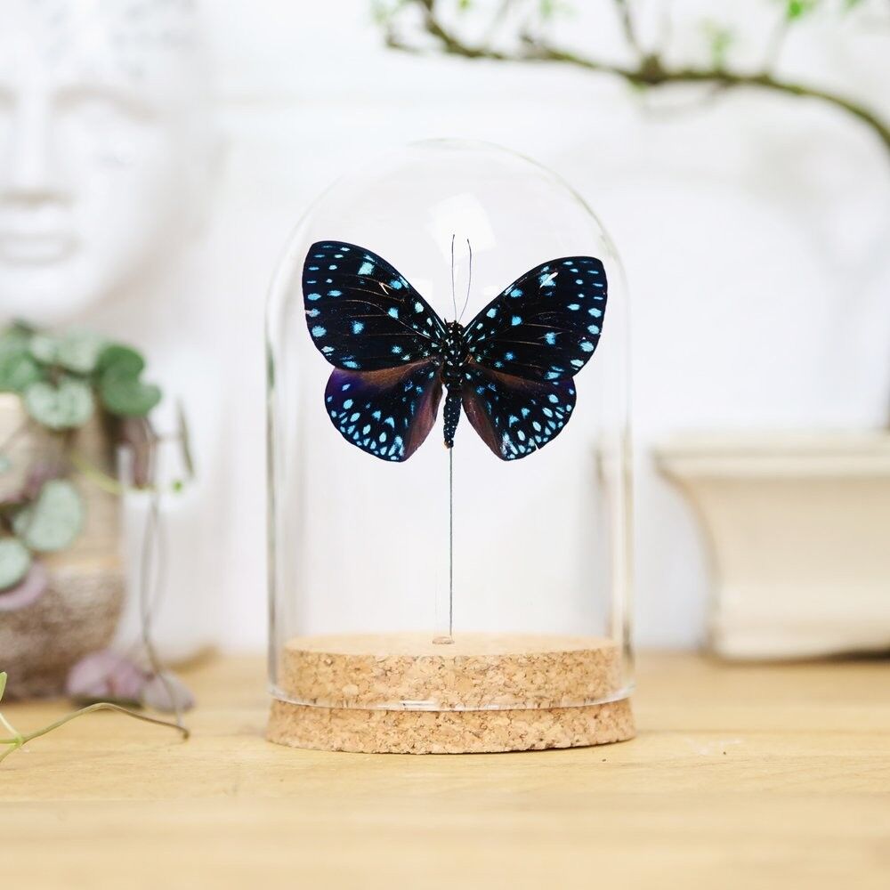 Starry Cracker Bell Jar