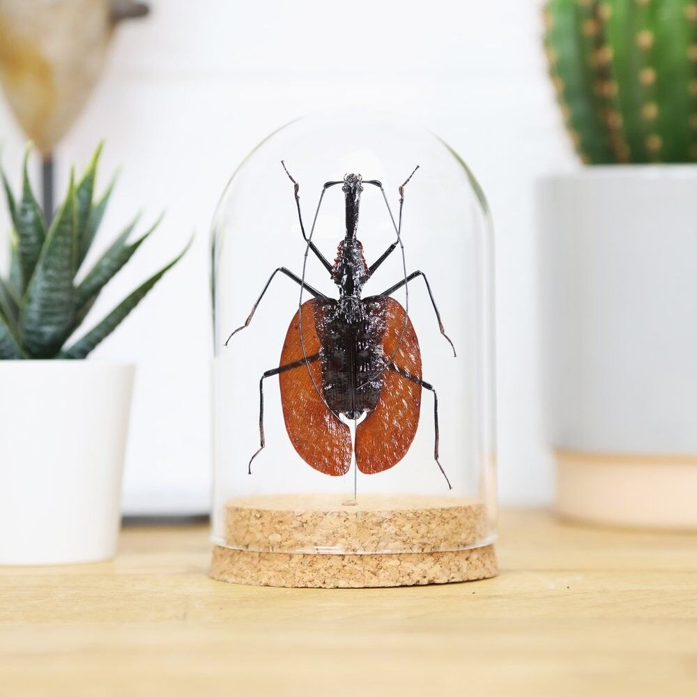 Käferglocke für Violine