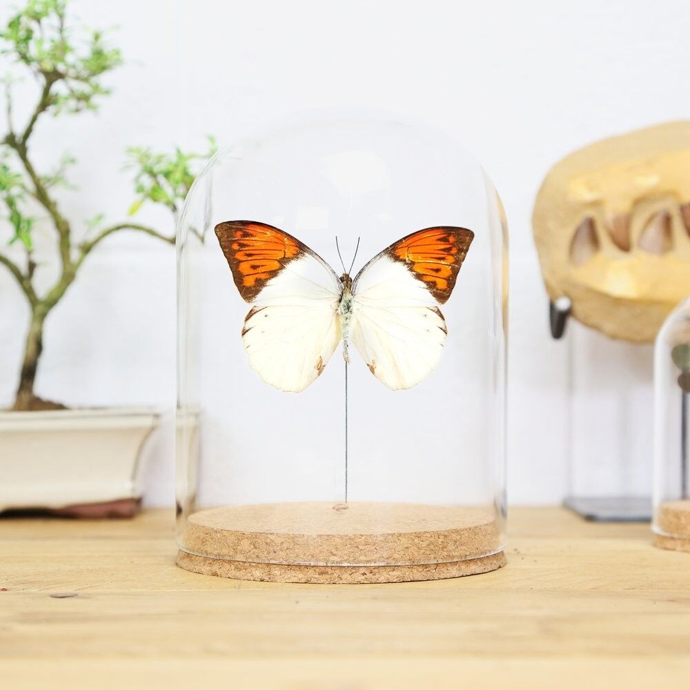 Große Glasglocke mit Orangenspitze